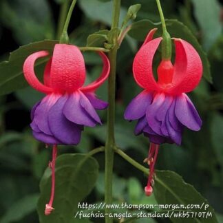 FUCHSIA Bush Fuchsia - Angela 15cm