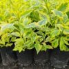 1000378338.jpg DURANTA ERECTA - Goldmine 4,5L