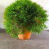 1000383493.jpg POGONATHERUM PANICEUM Panda Grass 17cm