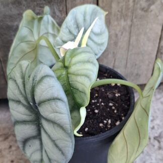 Alocasia silver dragon  - 14cm