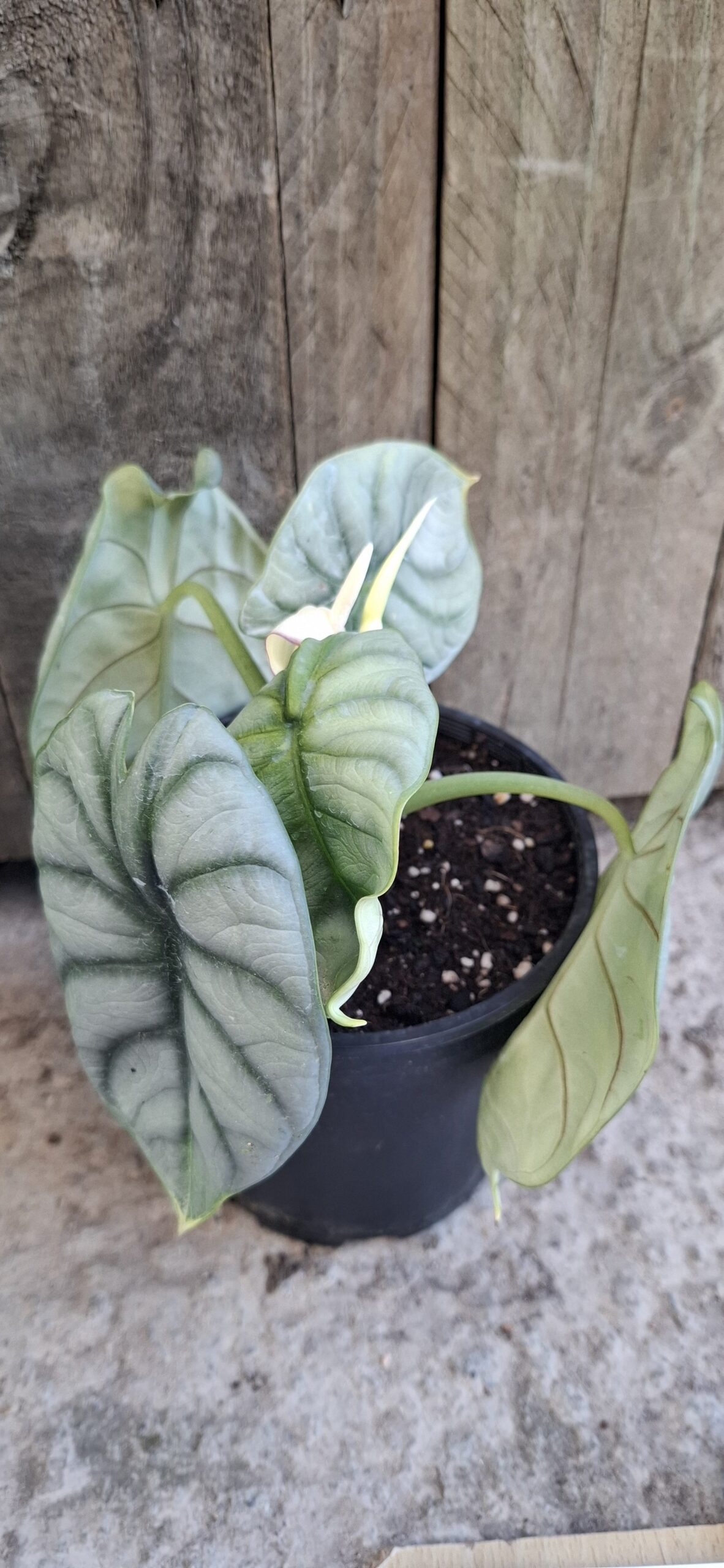 Alocasia silver dragon - 14cm