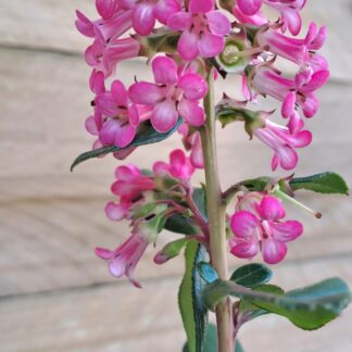 ESCALLONIA EXONIENSIS FRADESII - Pink Princess 4,5L