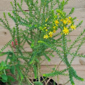 EURYOPS VIRGINEUS Honey Daisy Bush 3L