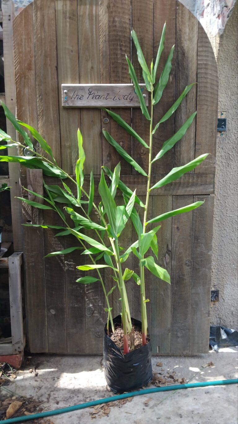 1000417028-scaled.jpg Ginger