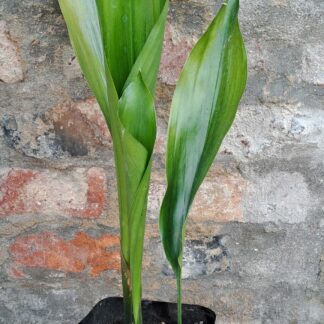 Aspedistra Cast Iron Plant