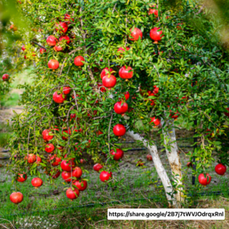 Pomegranate Wonderful 10L