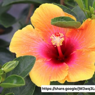 Hibiscus Hollywood Social Butterfly 17cm