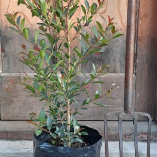 Eugenia Syzygium Paniculatum