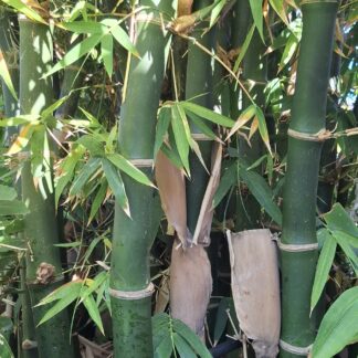 Clumping Bamboo "Bambusa Balcooa" 30L