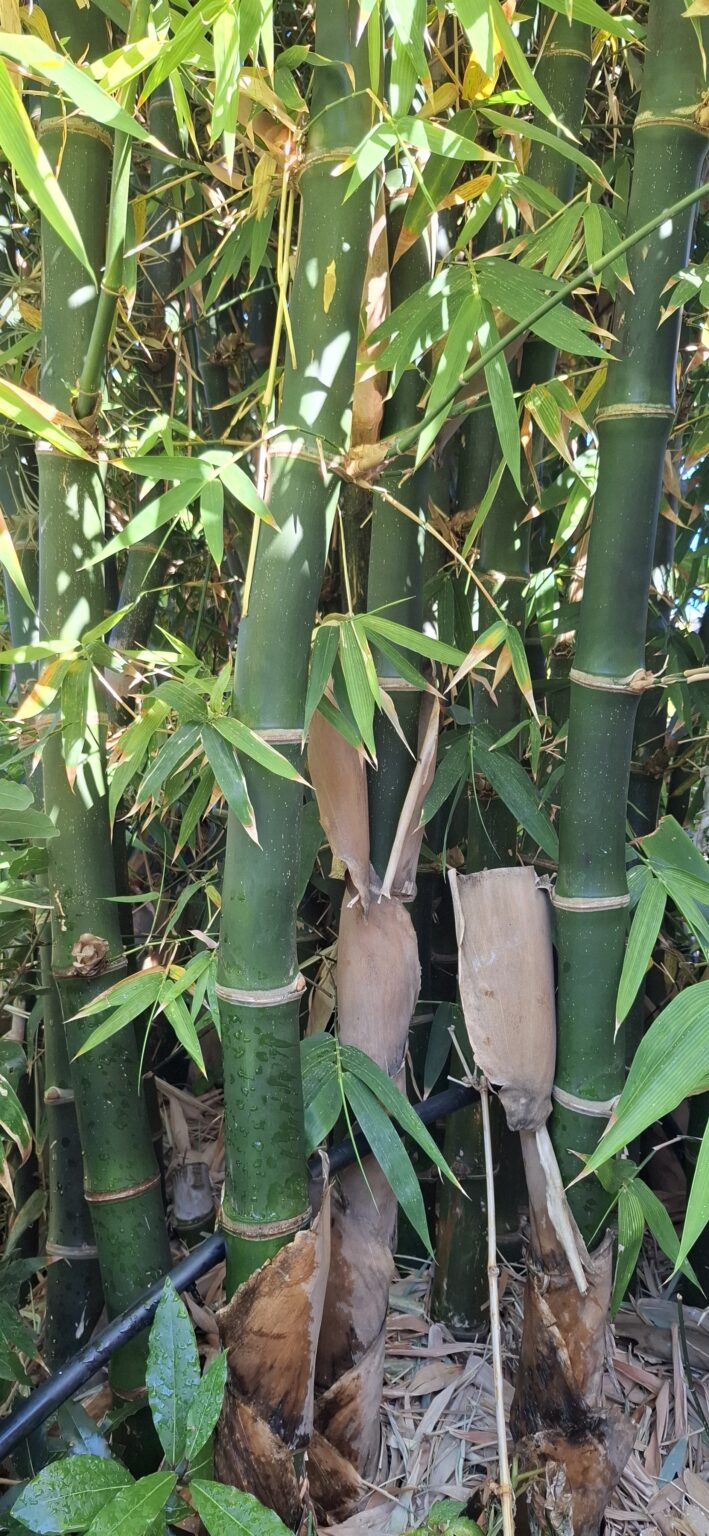 1000427577-scaled.jpg Clumping Bamboo "Bambusa Balcooa" 30L