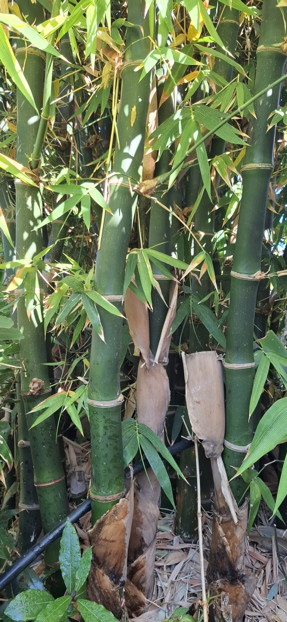 Clumping Bamboo "Bambusa Balcooa" 30L