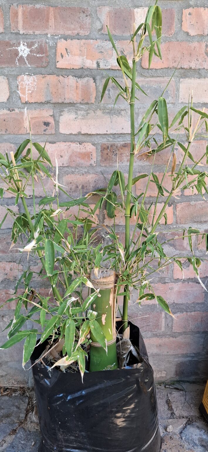 1000427685-scaled.jpg Clumping Bamboo "Bambusa Balcooa" 30L