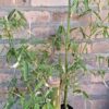 Clumping Bamboo "Bambusa Balcooa" 30L