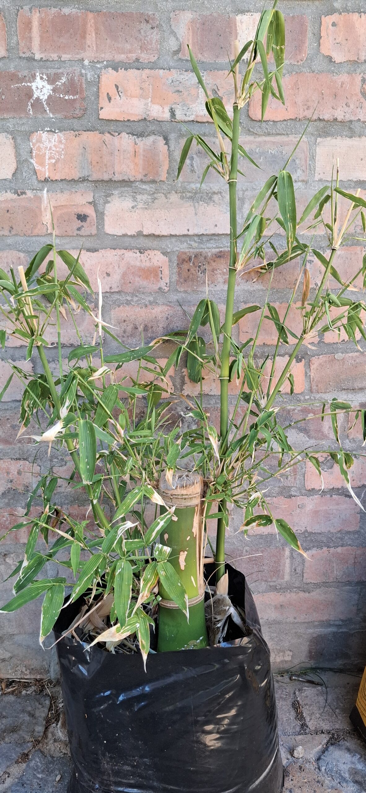 Clumping Bamboo "Bambusa Balcooa" 30L - Image 3