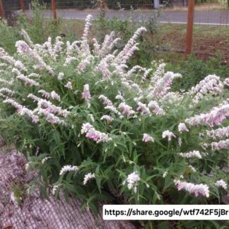 Mexican Sage Danielle's Pink