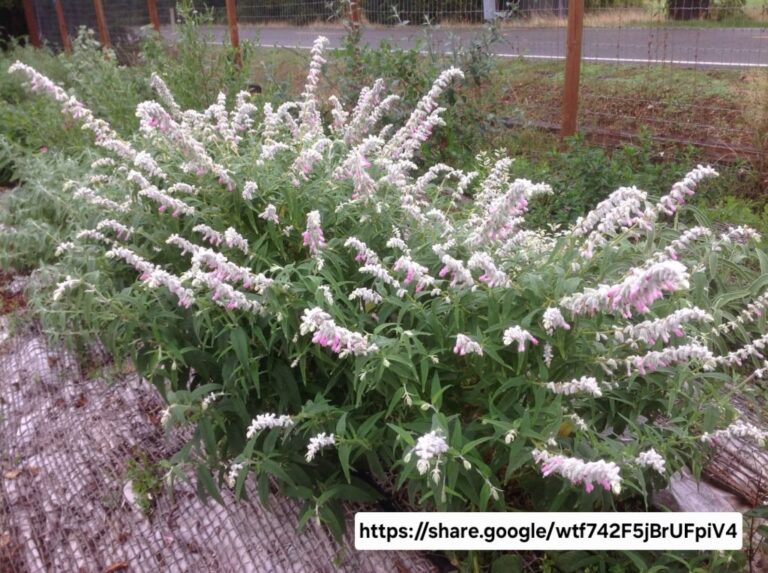 1000427919.jpg Mexican Sage Danielle's Pink