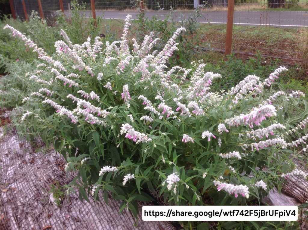 Mexican Sage Danielle's Pink