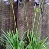 1000428466-scaled.jpg Agapanthus Blue