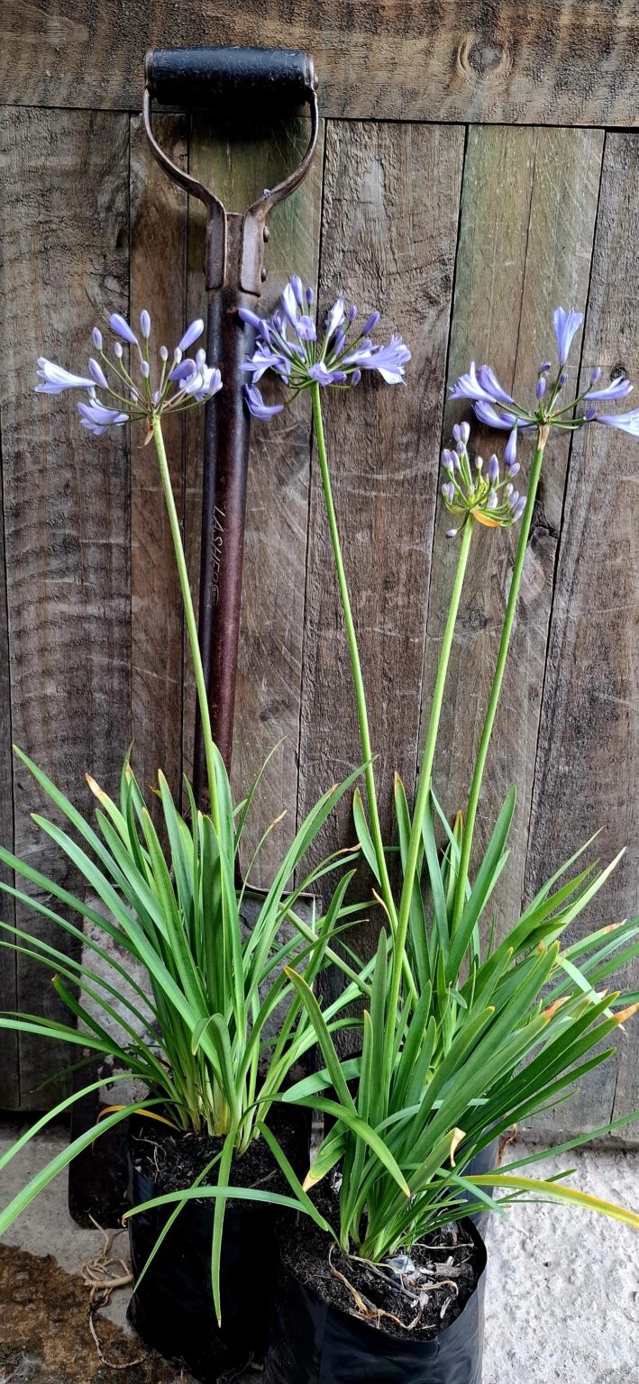 1000428466-scaled.jpg Agapanthus Blue