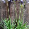 1000428466-scaled.jpg Agapanthus Blue