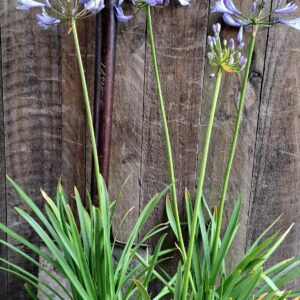 1000428466-scaled.jpg Agapanthus Blue