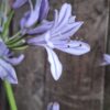 1000428470-scaled.jpg Agapanthus Blue