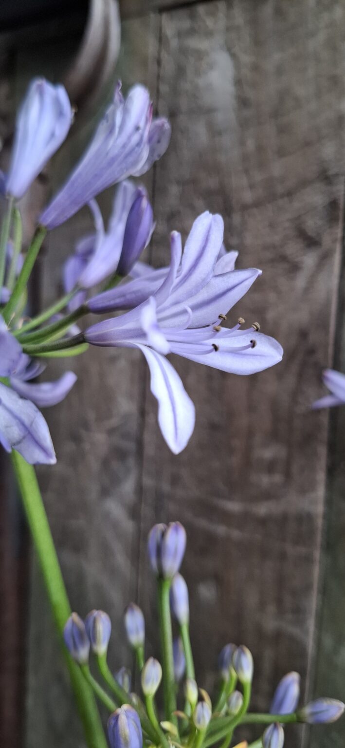 1000428470-scaled.jpg Agapanthus Blue