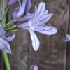1000428470-scaled.jpg Agapanthus Blue