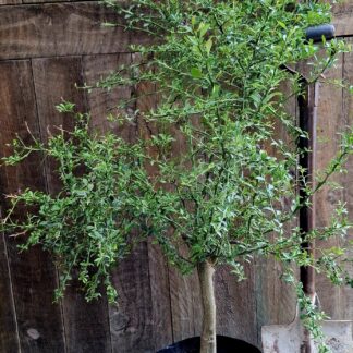 Fingerlime Well Established 10L tree