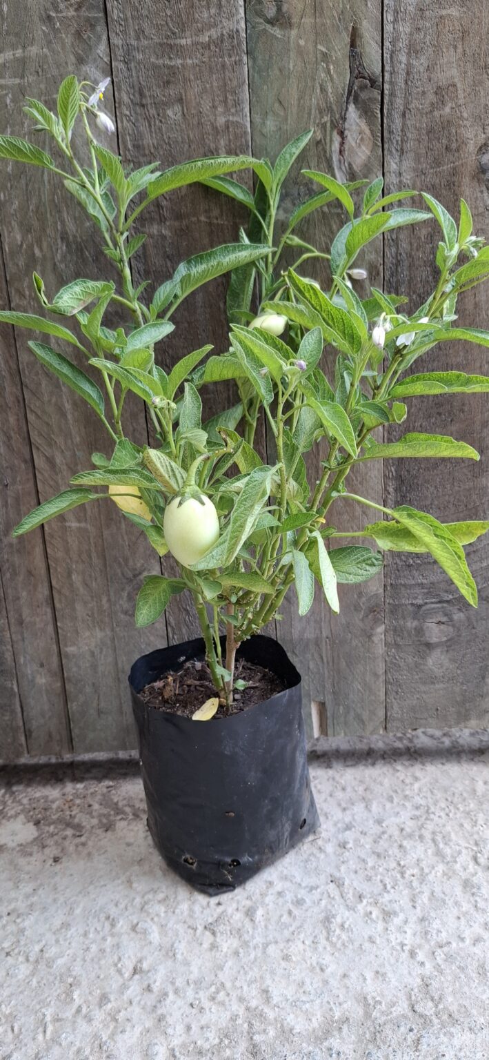 1000429023-scaled.jpg Pepino Melon