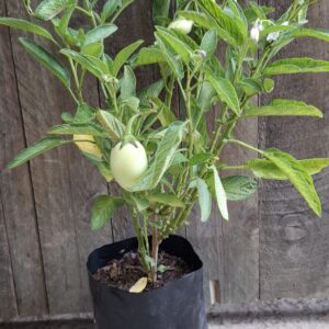 1000429023-scaled.jpg Pepino Melon