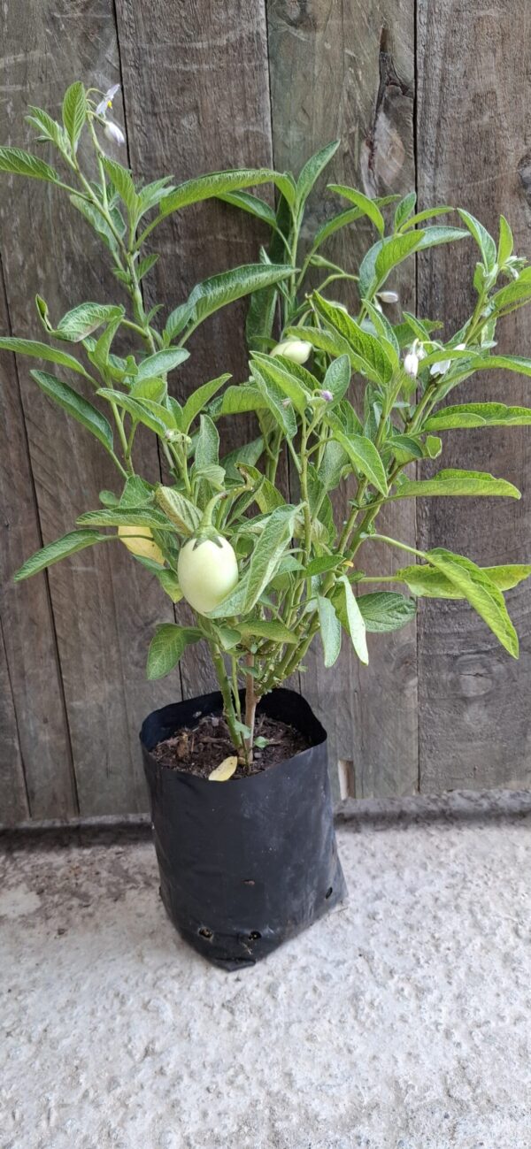 Pepino Melon