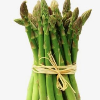 Edible Asparagus Plant "Asparagus officinalis"