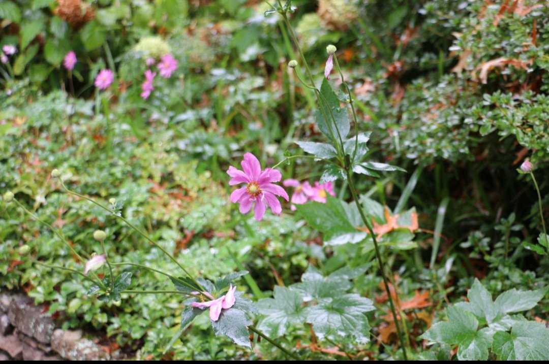 Japanese Anemone Pink - Image 3