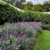 1000429572.jpg Salvia Leucantha Mexican Sage Dark Purple