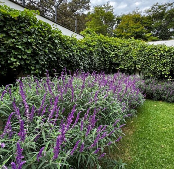 1000429572.jpg Salvia Leucantha Mexican Sage Dark Purple
