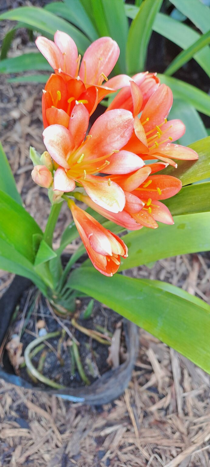 Clivia orange