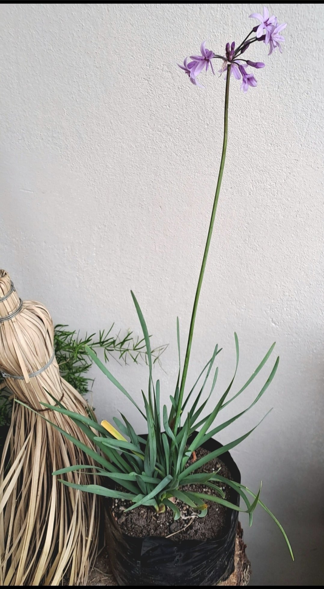 TULBAGHIA VIOLACEA Wild Garlic 2,5L - Image 2