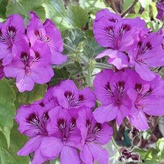 PELARGONIUM CUCULLATUM Hooded Leaf Geranium 3L