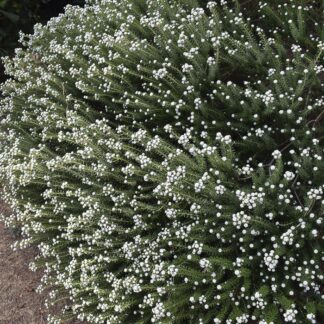 PHYLICA ERICOIDES Hardebos 2.5L