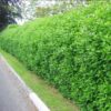 1000434396.jpg Viburnum Tinus Lucidum