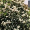 1000434397.jpg Viburnum Tinus Lucidum