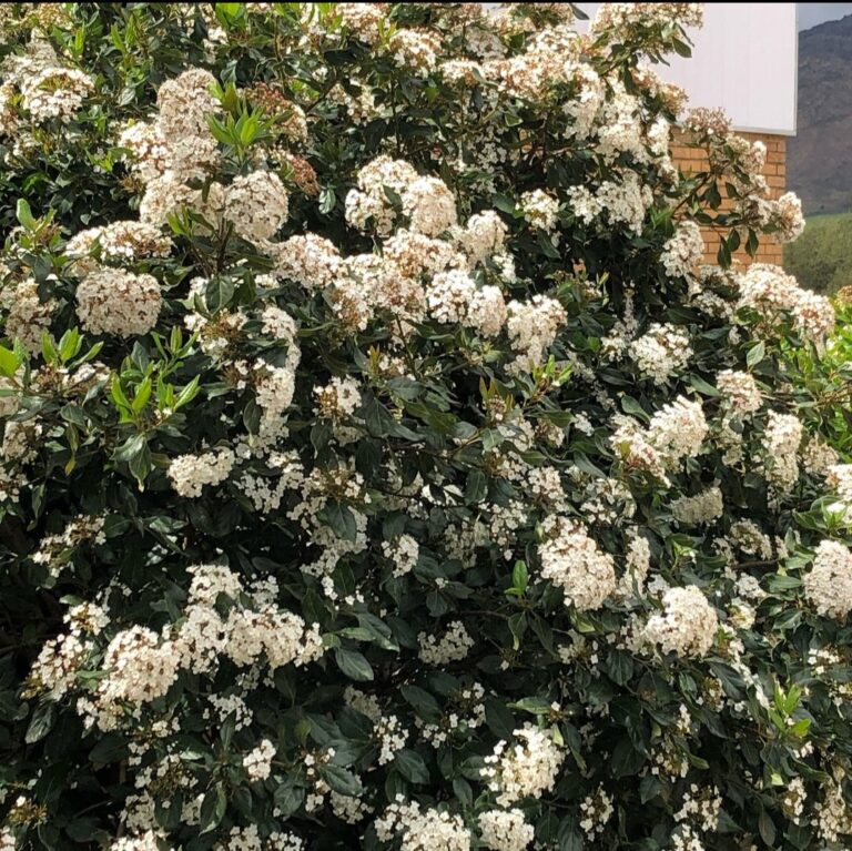 1000434397.jpg Viburnum Tinus Lucidum