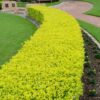 1000434474.jpg Duranta Gold