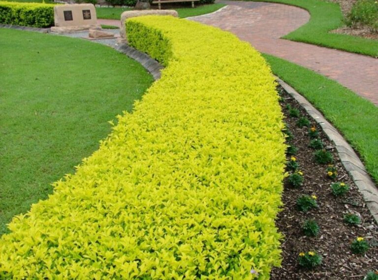 1000434474.jpg Duranta Gold