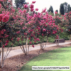 1000434494.png Lagerstroemia Indica Pride of India