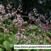 1000434527.jpg Crassula Multicava