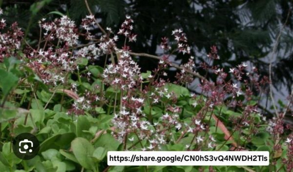 Crassula Multicava