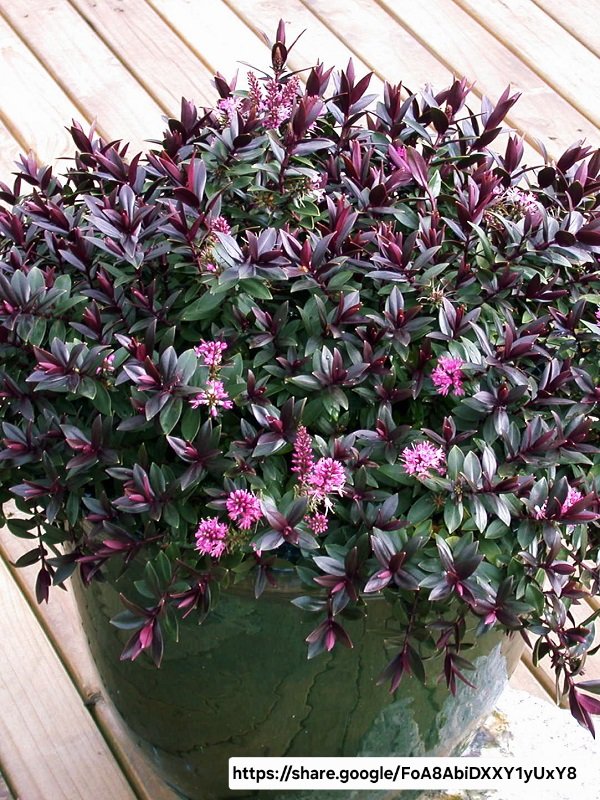 1000434590.jpg Hebe Speciosa Pink Princess