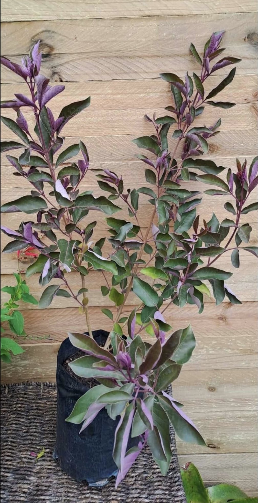 VITEX TRIFOLIA PURPUREA Arabian Lilac 4,5L